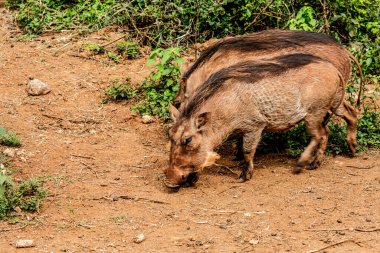 Nairobi, Kenya Sep 06, 2018: Zürafa Merkezi sadece Doğu Afrika 'nın çayırlarında bulunan savunmasız zürafayı korumak için kuruldu..
