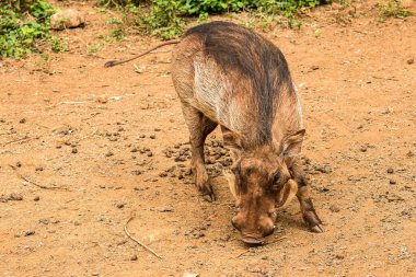 Nairobi, Kenya Sep 06, 2018: Zürafa Merkezi sadece Doğu Afrika 'nın çayırlarında bulunan savunmasız zürafayı korumak için kuruldu..