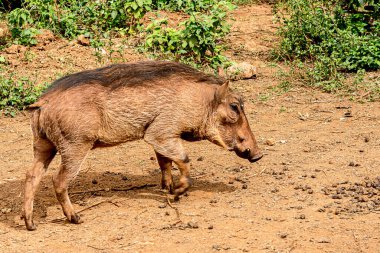 Nairobi, Kenya Sep 06, 2018: Zürafa Merkezi sadece Doğu Afrika 'nın çayırlarında bulunan savunmasız zürafayı korumak için kuruldu..