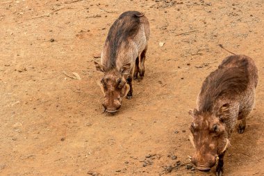 Nairobi, Kenya Sep 06, 2018: Zürafa Merkezi sadece Doğu Afrika 'nın çayırlarında bulunan savunmasız zürafayı korumak için kuruldu..