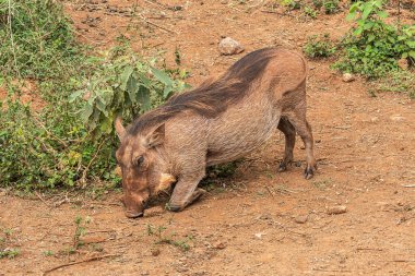 Nairobi, Kenya Sep 06, 2018: Zürafa Merkezi sadece Doğu Afrika 'nın çayırlarında bulunan savunmasız zürafayı korumak için kuruldu..