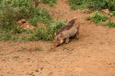 Nairobi, Kenya Sep 06, 2018: Zürafa Merkezi sadece Doğu Afrika 'nın çayırlarında bulunan savunmasız zürafayı korumak için kuruldu..