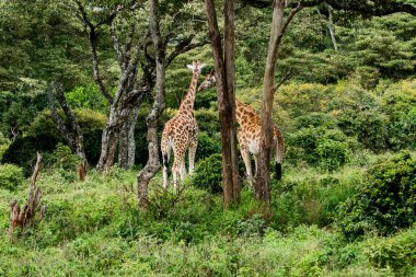 Nairobi, Kenya Sep 06, 2018: Zürafa Merkezi sadece Doğu Afrika 'nın çayırlarında bulunan savunmasız zürafayı korumak için kuruldu..
