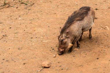 Nairobi, Kenya Sep 06, 2018: Zürafa Merkezi sadece Doğu Afrika 'nın çayırlarında bulunan savunmasız zürafayı korumak için kuruldu..