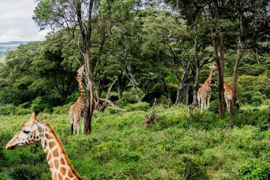 Nairobi, Kenya Sep 06, 2018: Zürafa Merkezi sadece Doğu Afrika 'nın çayırlarında bulunan savunmasız zürafayı korumak için kuruldu..