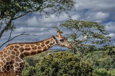 Nairobi, Kenya Sep 06, 2018: Zürafa Merkezi sadece Doğu Afrika 'nın çayırlarında bulunan savunmasız zürafayı korumak için kuruldu..