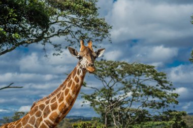 Nairobi, Kenya Sep 06, 2018: Zürafa Merkezi sadece Doğu Afrika 'nın çayırlarında bulunan savunmasız zürafayı korumak için kuruldu..