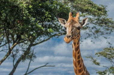 Nairobi, Kenya Sep 06, 2018: Zürafa Merkezi sadece Doğu Afrika 'nın çayırlarında bulunan savunmasız zürafayı korumak için kuruldu..