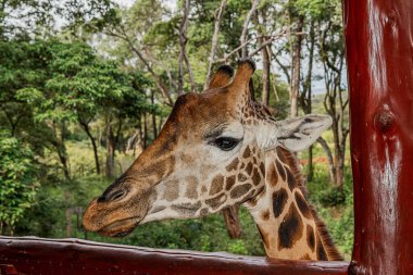 Nairobi, Kenya Sep 06, 2018: Zürafa Merkezi sadece Doğu Afrika 'nın çayırlarında bulunan savunmasız zürafayı korumak için kuruldu..