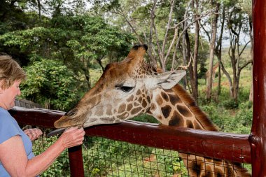 Nairobi, Kenya Sep 06, 2018: Zürafa Merkezi sadece Doğu Afrika 'nın çayırlarında bulunan savunmasız zürafayı korumak için kuruldu..