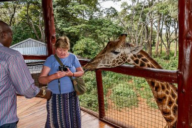 Nairobi, Kenya Sep 06, 2018: Zürafa Merkezi sadece Doğu Afrika 'nın çayırlarında bulunan savunmasız zürafayı korumak için kuruldu..