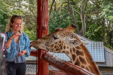 Nairobi, Kenya Sep 06, 2018: Zürafa Merkezi sadece Doğu Afrika 'nın çayırlarında bulunan savunmasız zürafayı korumak için kuruldu..