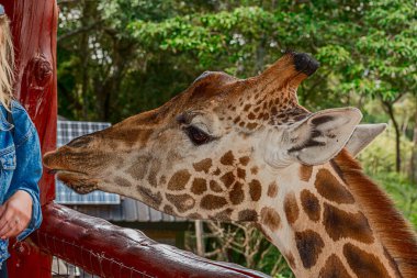Nairobi, Kenya Sep 06, 2018: Zürafa Merkezi sadece Doğu Afrika 'nın çayırlarında bulunan savunmasız zürafayı korumak için kuruldu..
