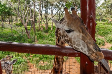 Nairobi, Kenya Sep 06, 2018: Zürafa Merkezi sadece Doğu Afrika 'nın çayırlarında bulunan savunmasız zürafayı korumak için kuruldu..