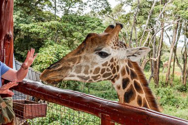 Nairobi, Kenya Sep 06, 2018: Zürafa Merkezi sadece Doğu Afrika 'nın çayırlarında bulunan savunmasız zürafayı korumak için kuruldu..