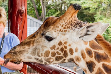 Nairobi, Kenya Sep 06, 2018: Zürafa Merkezi sadece Doğu Afrika 'nın çayırlarında bulunan savunmasız zürafayı korumak için kuruldu..