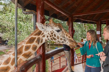 Nairobi, Kenya Sep 06, 2018: Zürafa Merkezi sadece Doğu Afrika 'nın çayırlarında bulunan savunmasız zürafayı korumak için kuruldu..