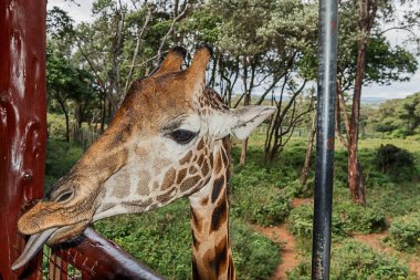 Nairobi, Kenya Sep 06, 2018: Zürafa Merkezi sadece Doğu Afrika 'nın çayırlarında bulunan savunmasız zürafayı korumak için kuruldu..