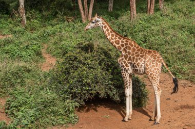 Nairobi, Kenya Sep 06, 2018: Zürafa Merkezi sadece Doğu Afrika 'nın çayırlarında bulunan savunmasız zürafayı korumak için kuruldu..