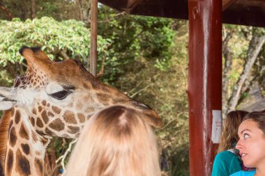 Nairobi, Kenya Sep 06, 2018: Zürafa Merkezi sadece Doğu Afrika 'nın çayırlarında bulunan savunmasız zürafayı korumak için kuruldu..