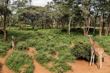 Nairobi, Kenya Sep 06, 2018: Zürafa Merkezi sadece Doğu Afrika 'nın çayırlarında bulunan savunmasız zürafayı korumak için kuruldu..