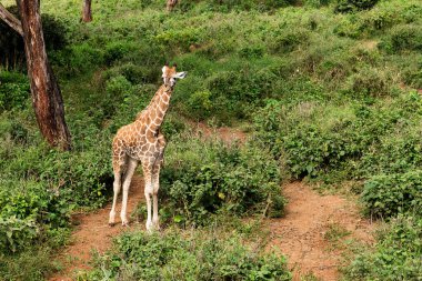 Nairobi, Kenya Sep 06, 2018: Zürafa Merkezi sadece Doğu Afrika 'nın çayırlarında bulunan savunmasız zürafayı korumak için kuruldu..
