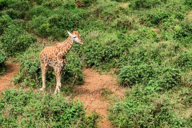 Nairobi, Kenya Sep 06, 2018: Zürafa Merkezi sadece Doğu Afrika 'nın çayırlarında bulunan savunmasız zürafayı korumak için kuruldu..