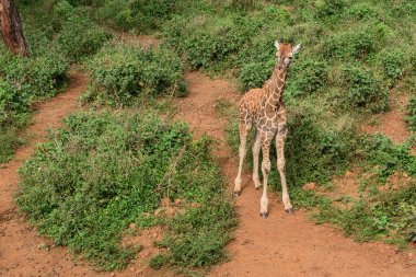 Nairobi, Kenya Sep 06, 2018: Zürafa Merkezi sadece Doğu Afrika 'nın çayırlarında bulunan savunmasız zürafayı korumak için kuruldu..