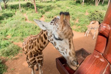 Nairobi, Kenya Sep 06, 2018: Zürafa Merkezi sadece Doğu Afrika 'nın çayırlarında bulunan savunmasız zürafayı korumak için kuruldu..