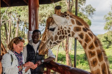 Nairobi, Kenya Sep 06, 2018: Zürafa Merkezi sadece Doğu Afrika 'nın çayırlarında bulunan savunmasız zürafayı korumak için kuruldu..