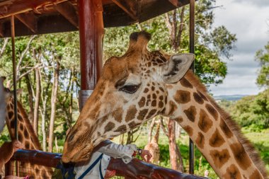Nairobi, Kenya Sep 06, 2018: Zürafa Merkezi sadece Doğu Afrika 'nın çayırlarında bulunan savunmasız zürafayı korumak için kuruldu..