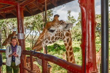 Nairobi, Kenya Sep 06, 2018: Zürafa Merkezi sadece Doğu Afrika 'nın çayırlarında bulunan savunmasız zürafayı korumak için kuruldu..