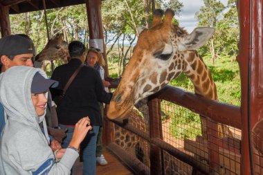 Nairobi, Kenya Sep 06, 2018: Zürafa Merkezi sadece Doğu Afrika 'nın çayırlarında bulunan savunmasız zürafayı korumak için kuruldu..