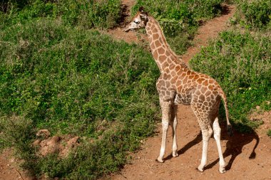 Nairobi, Kenya Sep 06, 2018: Zürafa Merkezi sadece Doğu Afrika 'nın çayırlarında bulunan savunmasız zürafayı korumak için kuruldu..