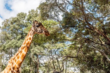 Nairobi, Kenya Sep 06, 2018: Zürafa Merkezi sadece Doğu Afrika 'nın çayırlarında bulunan savunmasız zürafayı korumak için kuruldu..