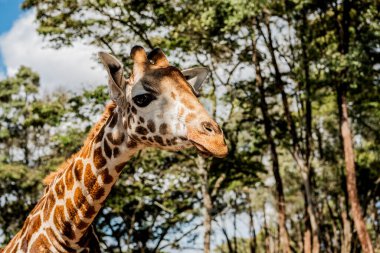 Nairobi, Kenya Sep 06, 2018: Zürafa Merkezi sadece Doğu Afrika 'nın çayırlarında bulunan savunmasız zürafayı korumak için kuruldu..