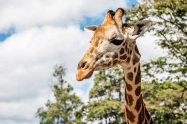 Nairobi, Kenya Sep 06, 2018: Zürafa Merkezi sadece Doğu Afrika 'nın çayırlarında bulunan savunmasız zürafayı korumak için kuruldu..