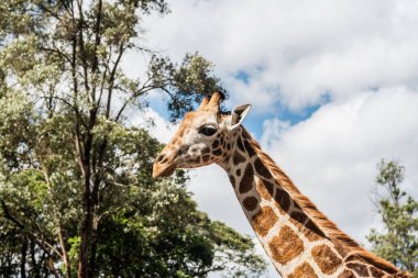 Nairobi, Kenya Sep 06, 2018: Zürafa Merkezi sadece Doğu Afrika 'nın çayırlarında bulunan savunmasız zürafayı korumak için kuruldu..
