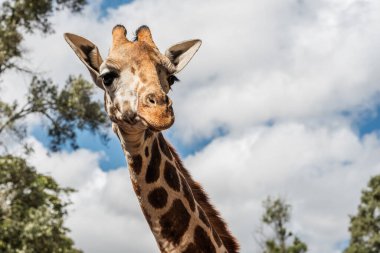 Nairobi, Kenya Sep 06, 2018: Zürafa Merkezi sadece Doğu Afrika 'nın çayırlarında bulunan savunmasız zürafayı korumak için kuruldu..