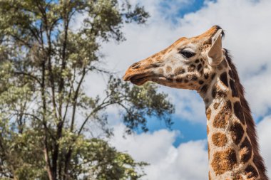 Nairobi, Kenya Sep 06, 2018: Zürafa Merkezi sadece Doğu Afrika 'nın çayırlarında bulunan savunmasız zürafayı korumak için kuruldu..