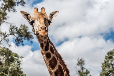 Nairobi, Kenya Sep 06, 2018: Zürafa Merkezi sadece Doğu Afrika 'nın çayırlarında bulunan savunmasız zürafayı korumak için kuruldu..