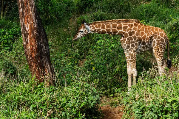 Nairobi, Kenya Sep 06, 2018: Zürafa Merkezi sadece Doğu Afrika 'nın çayırlarında bulunan savunmasız zürafayı korumak için kuruldu..