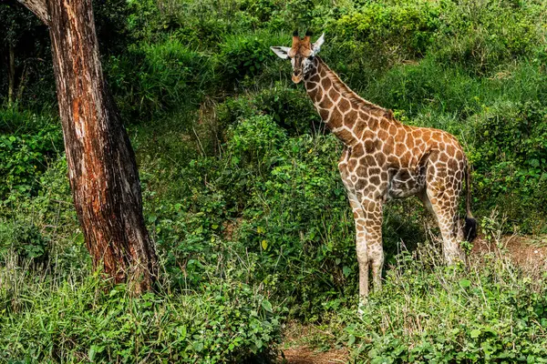Nairobi, Kenya Sep 06, 2018: Zürafa Merkezi sadece Doğu Afrika 'nın çayırlarında bulunan savunmasız zürafayı korumak için kuruldu..