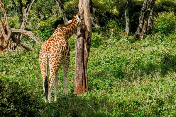 Nairobi, Kenya Sep 06, 2018: Zürafa Merkezi sadece Doğu Afrika 'nın çayırlarında bulunan savunmasız zürafayı korumak için kuruldu..