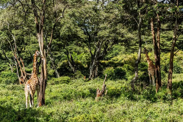Nairobi, Kenya Sep 06, 2018: Zürafa Merkezi sadece Doğu Afrika 'nın çayırlarında bulunan savunmasız zürafayı korumak için kuruldu..