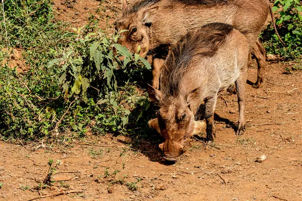 Nairobi, Kenya Sep 06, 2018: Zürafa Merkezi sadece Doğu Afrika 'nın çayırlarında bulunan savunmasız zürafayı korumak için kuruldu..