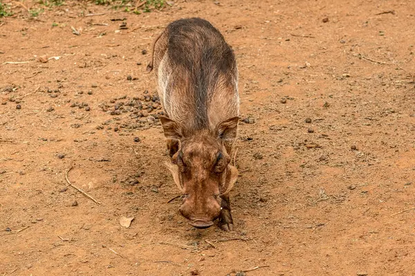 Nairobi, Kenya Sep 06, 2018: Zürafa Merkezi sadece Doğu Afrika 'nın çayırlarında bulunan savunmasız zürafayı korumak için kuruldu..