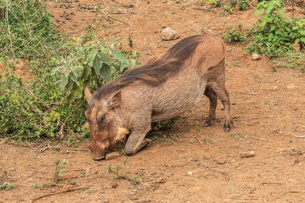 Nairobi, Kenya Sep 06, 2018: Zürafa Merkezi sadece Doğu Afrika 'nın çayırlarında bulunan savunmasız zürafayı korumak için kuruldu..