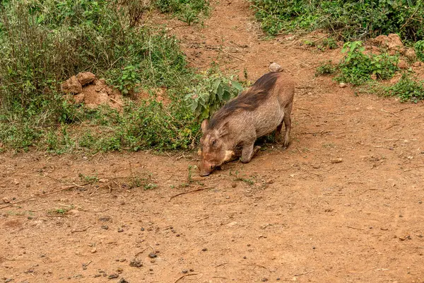 Nairobi, Kenya Sep 06, 2018: Zürafa Merkezi sadece Doğu Afrika 'nın çayırlarında bulunan savunmasız zürafayı korumak için kuruldu..