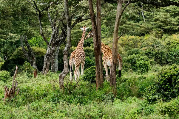 Nairobi, Kenya Sep 06, 2018: Zürafa Merkezi sadece Doğu Afrika 'nın çayırlarında bulunan savunmasız zürafayı korumak için kuruldu..